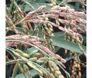 Growing rice plants.